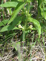 Triosteum angustifolium