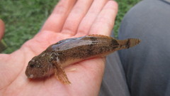 Cottus kanawhae
