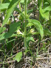 Triosteum angustifolium