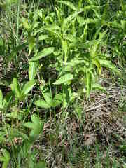Triosteum angustifolium