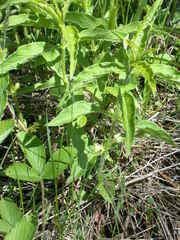 Triosteum angustifolium