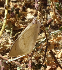 Colotis regina