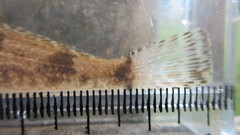 Cottus kanawhae
