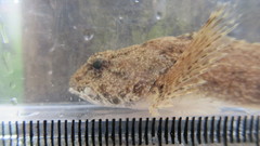 Cottus kanawhae