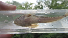 Cottus kanawhae