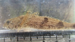 Cottus kanawhae