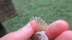 Cottus kanawhae
