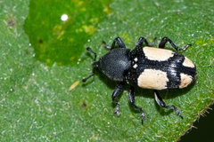 Rhaptinus quadrimaculatus