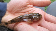 Cottus kanawhae