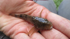 Cottus kanawhae