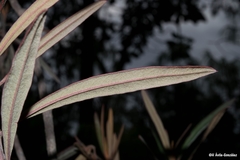 Comarostaphylis