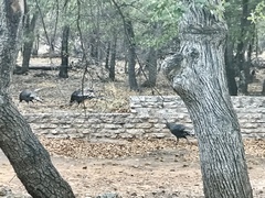 Meleagris gallopavo mexicana