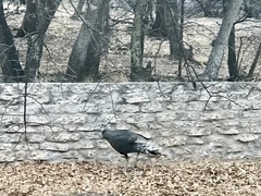 Meleagris gallopavo mexicana