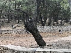 Meleagris gallopavo mexicana