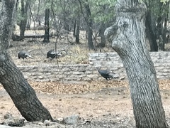 Meleagris gallopavo mexicana