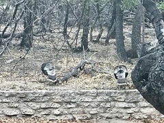 Meleagris gallopavo mexicana