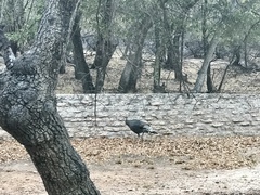 Meleagris gallopavo mexicana