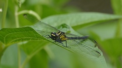 Asiagomphus pryeri