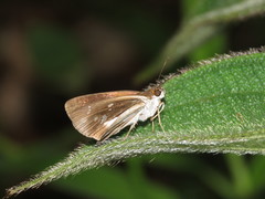 Vettius artona