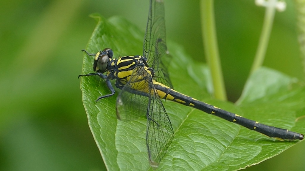 Asiagomphus pryeri
