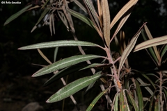 Comarostaphylis