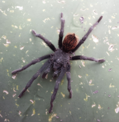 Dugesiella anitahoffmannae