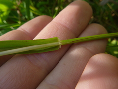 Bromus ramosus