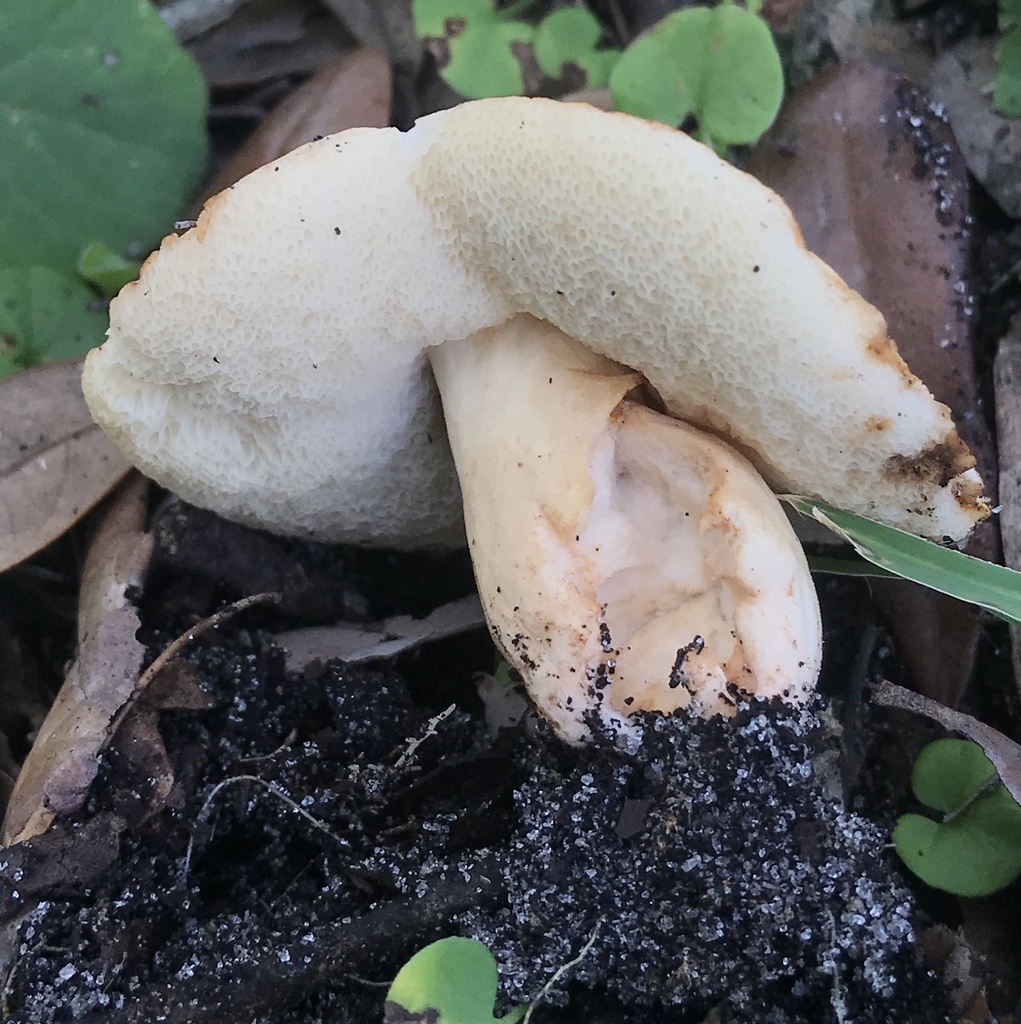 Gyroporus roseialbus