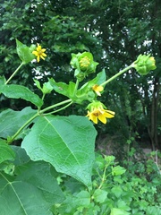 Smallanthus uvedalia