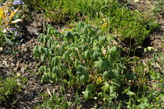 Hydrophyllum fendleri