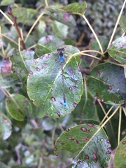 Erythromma
