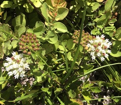 Asclepias curtissii image