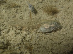 Bombina variegata