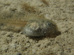 Bombina variegata