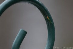 Tetragnatha viridis