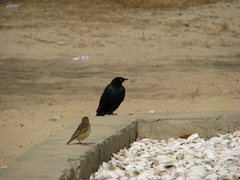 Lamprotornis caudatus