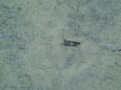 Oedipoda germanica meridionalis