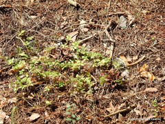 Galium rotundifolium