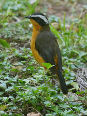 Cossypha semirufa