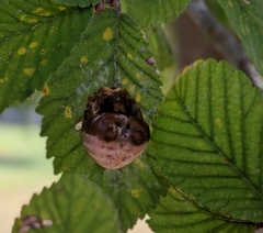 Mastophora cornigera
