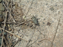 Oedipoda germanica meridionalis
