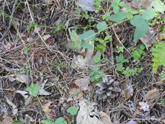Galium rotundifolium