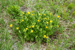 Potentilla flabellifolia