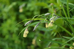 Carex spectabilis