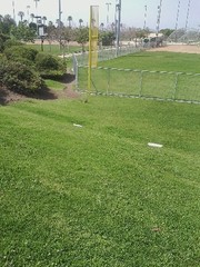 Sylvilagus audubonii