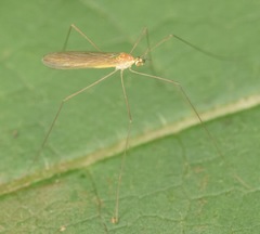 Gonomyia