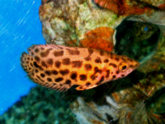 Leopard Bushfish photo 4
