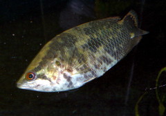 Leopard Bushfish photo 2