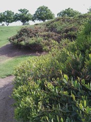 Sylvilagus audubonii