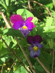 Viola × wittrockiana